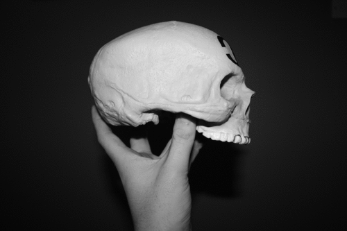 skull+  جمجمه 1
