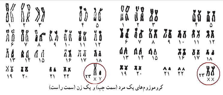 http://s3.picofile.com/file/8209113650/Kromozom.GIF