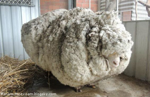 پشمالوترین گوسفند دنیا
