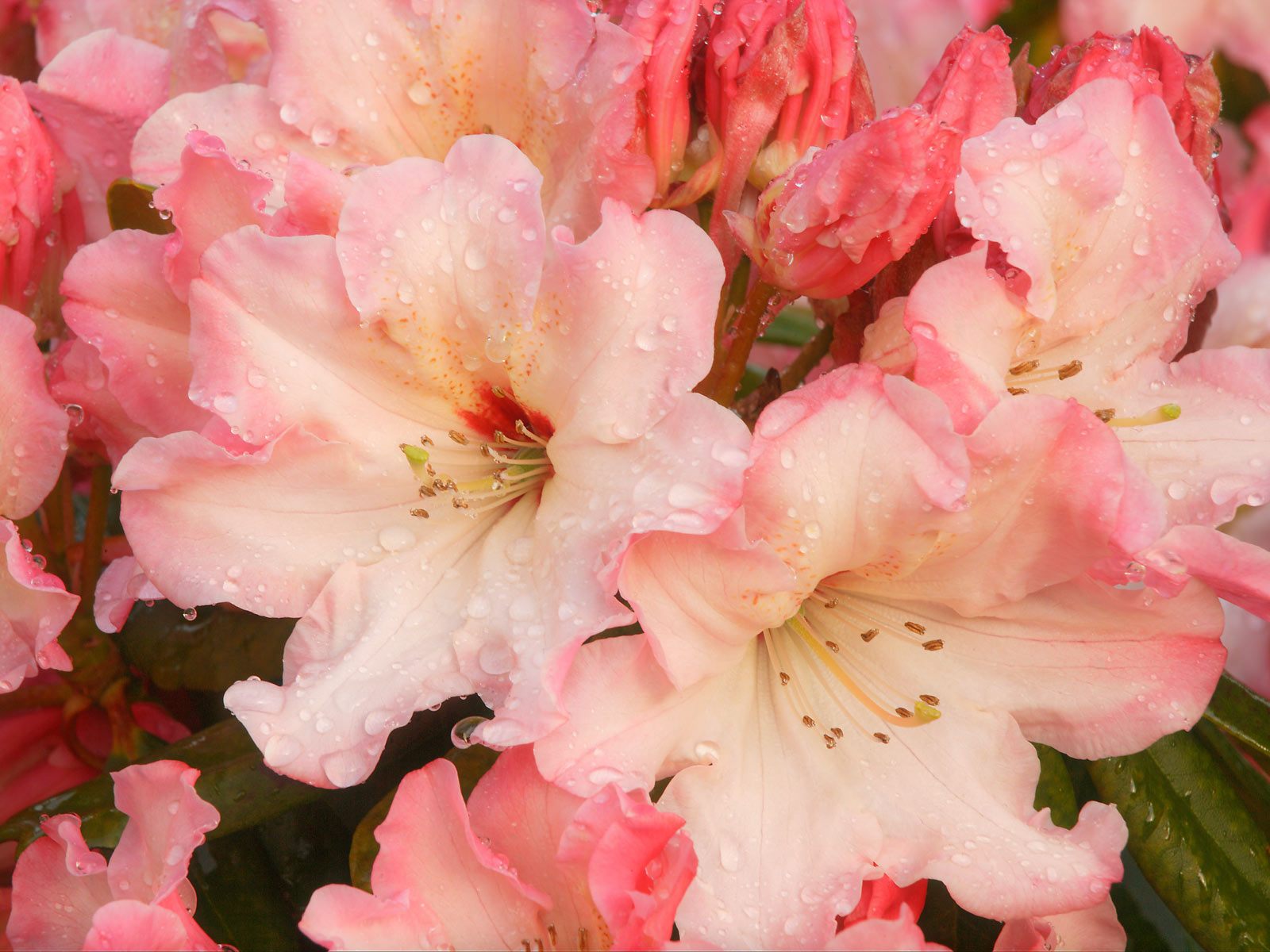 Rhododendron_Blossoms.jpg