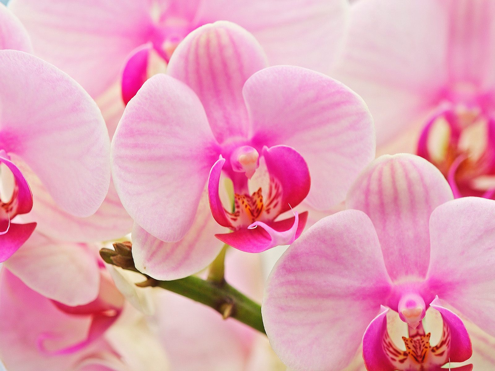 Hybrid_Orchids.jpg