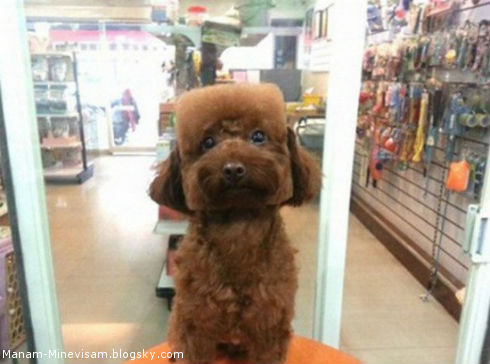 مدل جدید اصلاح موی سگ در تایوان