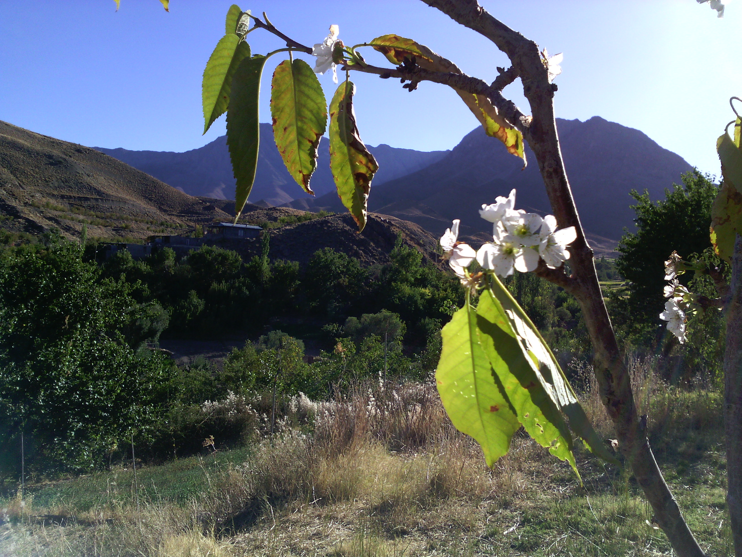 گلدهی درختچه ی گیلاس در روستای سرباغ حتکن