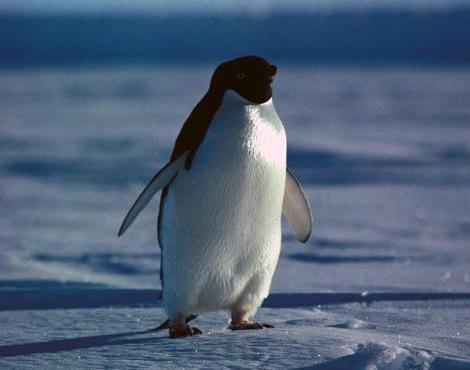 http://s3.picofile.com/file/8214935500/adelie_penguin2.jpg