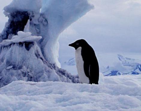 http://s3.picofile.com/file/8214935550/adelie_penguin4.jpg