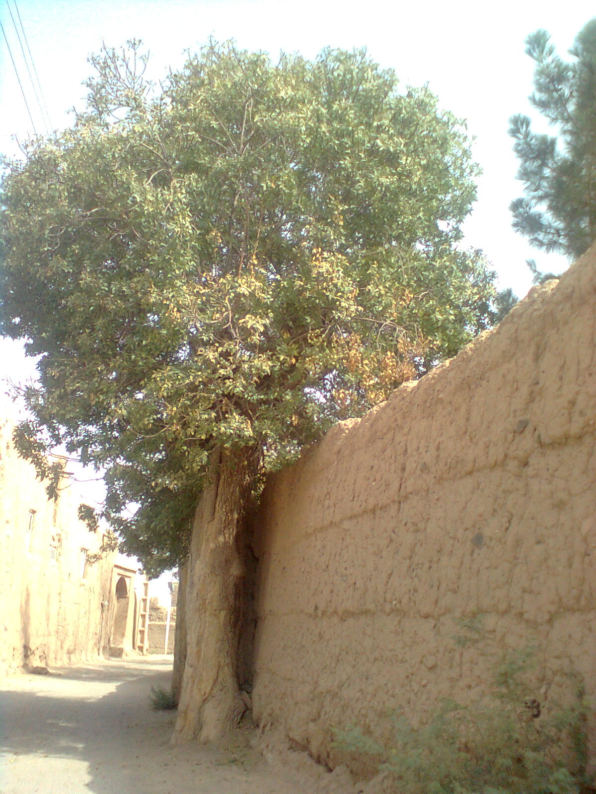 http://s3.picofile.com/file/8216076042/%D8%AA%D8%B5%D9%88%DB%8C%D8%B10994.jpg