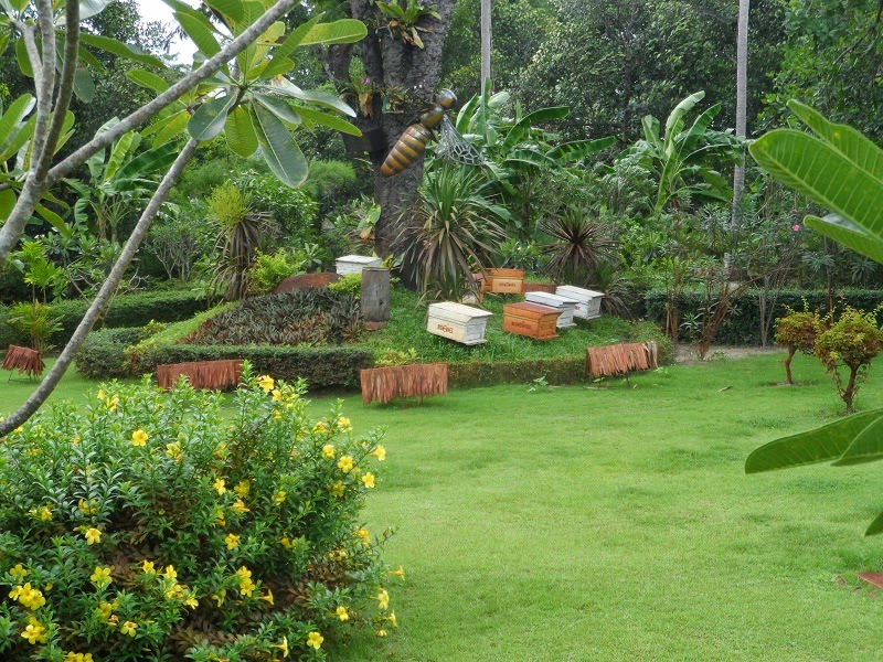 http://s3.picofile.com/file/8216431576/hives_honey_farm_phuket_thailand.jpg