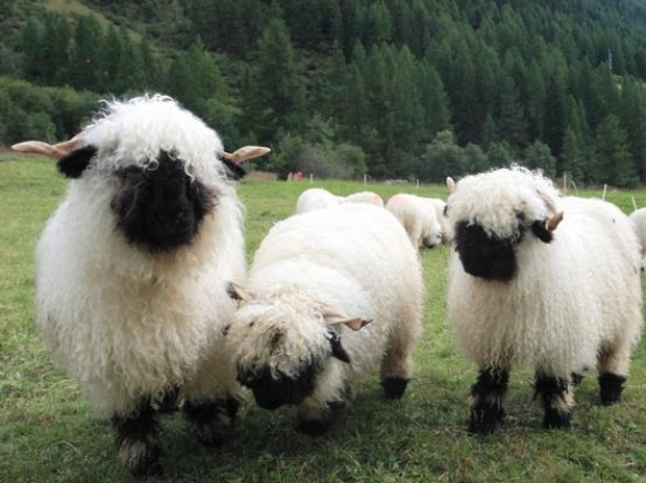 http://s3.picofile.com/file/8217472518/l_fuzzy_black_nosed_sheep.jpg