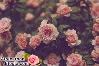 |http://www.atrebaroon.blogfa.com|عکس های عاشقانه|http://www.atrebaroon.blogfa.com|