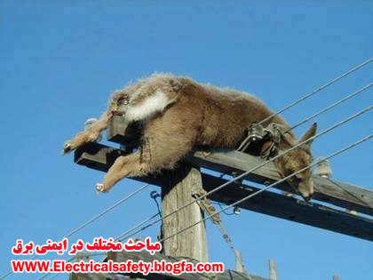 رضا نیک پیام، ایمنی برق ،Reza Nikpayam