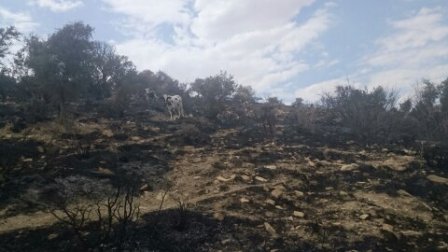 مهار آتش سوزی در کوه بیل 16تیرماه 1394