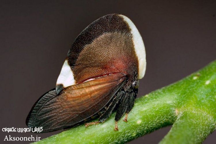 عکس های عجیب از نمای نزدیک حشرات