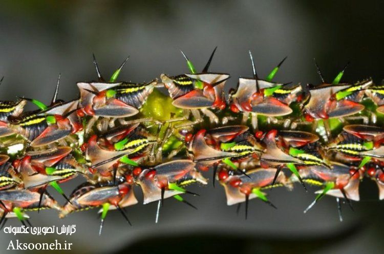 عکس های عجیب از نمای نزدیک حشرات 