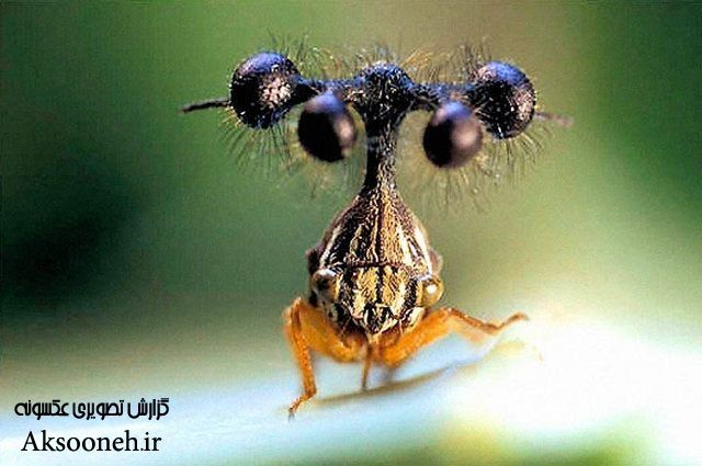 عکس های عجیب از نمای نزدیک حشرات