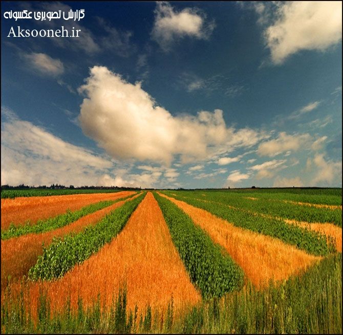 عکس های جذاب از مزارع زیبا