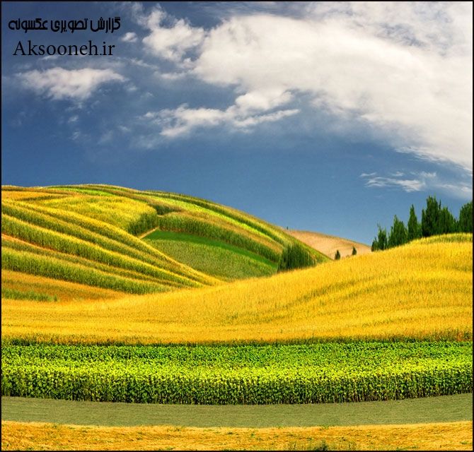 عکس های جذاب از مزارع زیبا