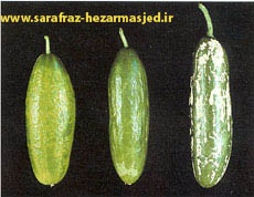 (www.sarafraz-hezarmasjed.ir) کمبود مواد غذایی