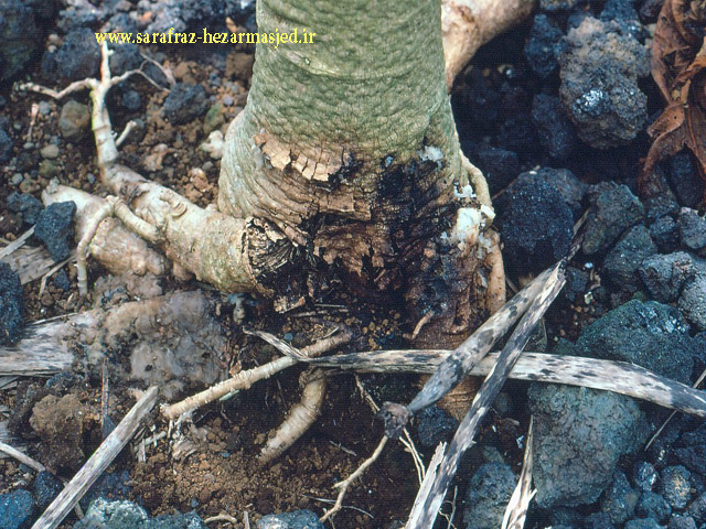 ( www.sarafraz-hezarmasjed.ir ) پوسیدگی فایتوفتورایی ریشه و طوقه درختان میوه Phytophthora Root & Crown Rot