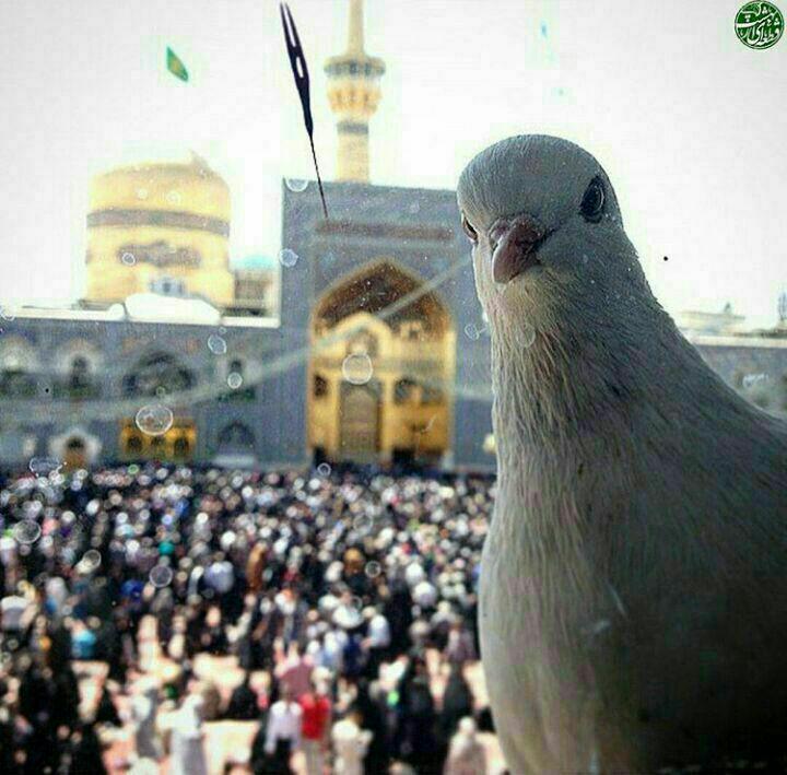 حرم مطهر امام رضا علیه السلام