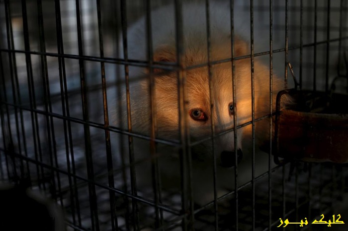 تصاویر/ شکجه و کشتار پنهانی در تجارت حیوان خز 