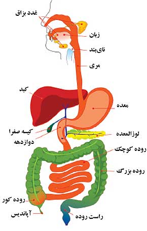 قسمت های دستگاه گوارش انسان
