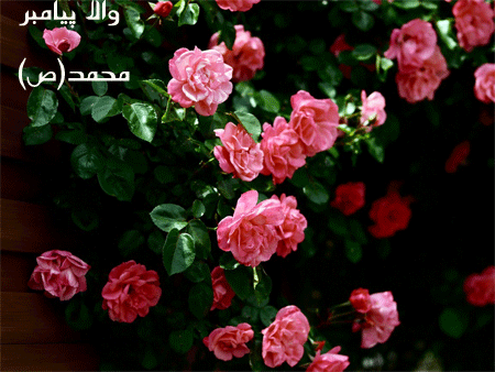 http://s3.picofile.com/file/8229763600/AKSGIF_IR_rasool_akram_mohammad_gif_%D8%AA%D8%B5%D8%A7%D9%88%DB%8C%D8%B1_%D9%85%D8%AA%D8%AD%D8%B1%DA%A9_%D8%AD%D8%B6%D8%B1%D8%AA_%D9%85%D8%AD%D9%85%D8%AF_%D8%B558.gif
