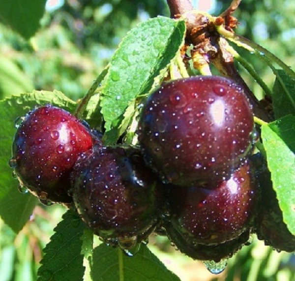 khavas_gilas.jpg