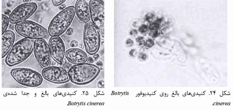 کنیدیهای Botrytis cinerea