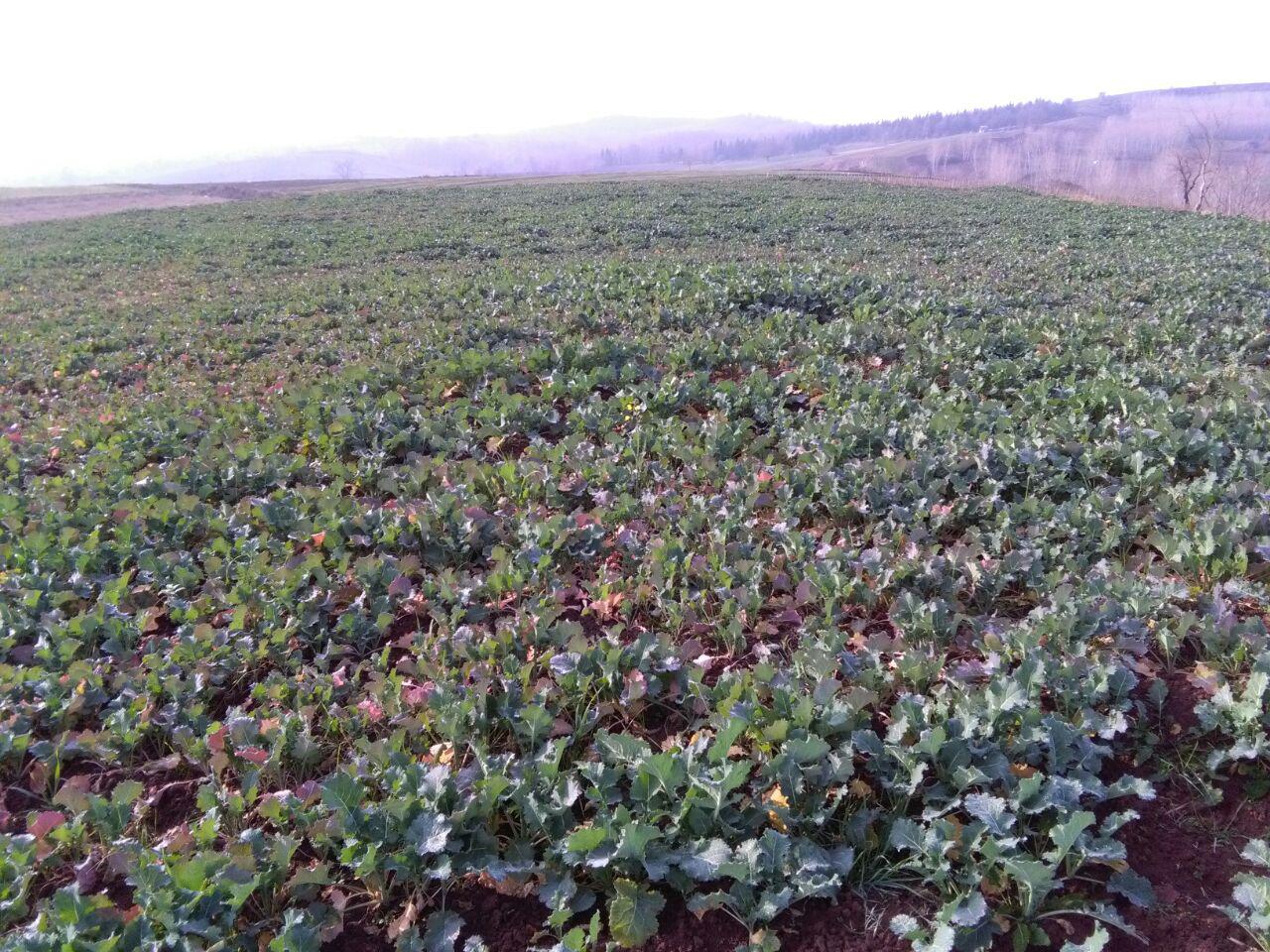 1_12_.jpg (1280×960)