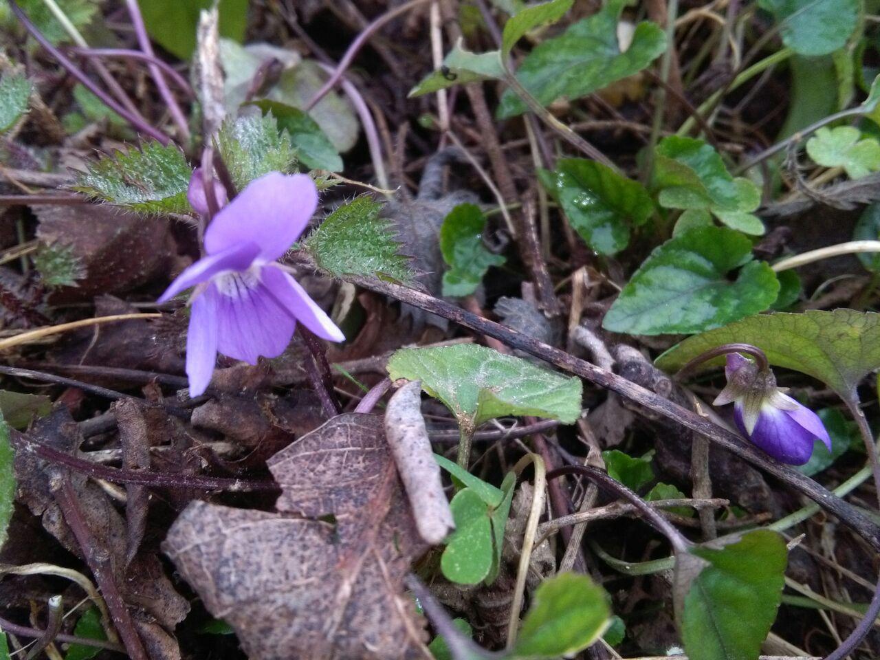 1_17_.jpg (1280×960)