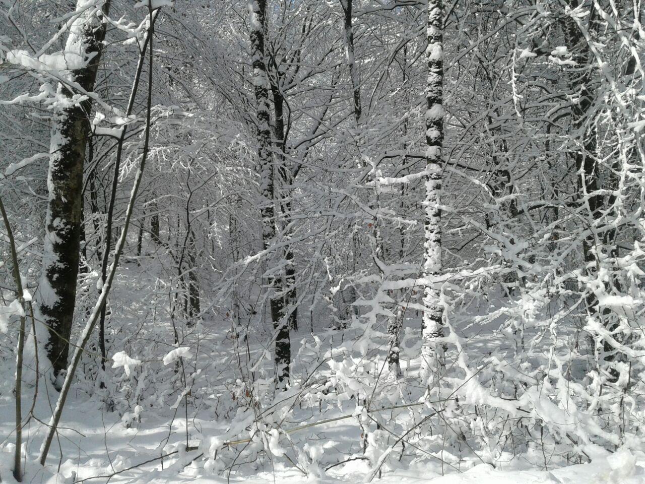 1_6_.jpg (1280×960)