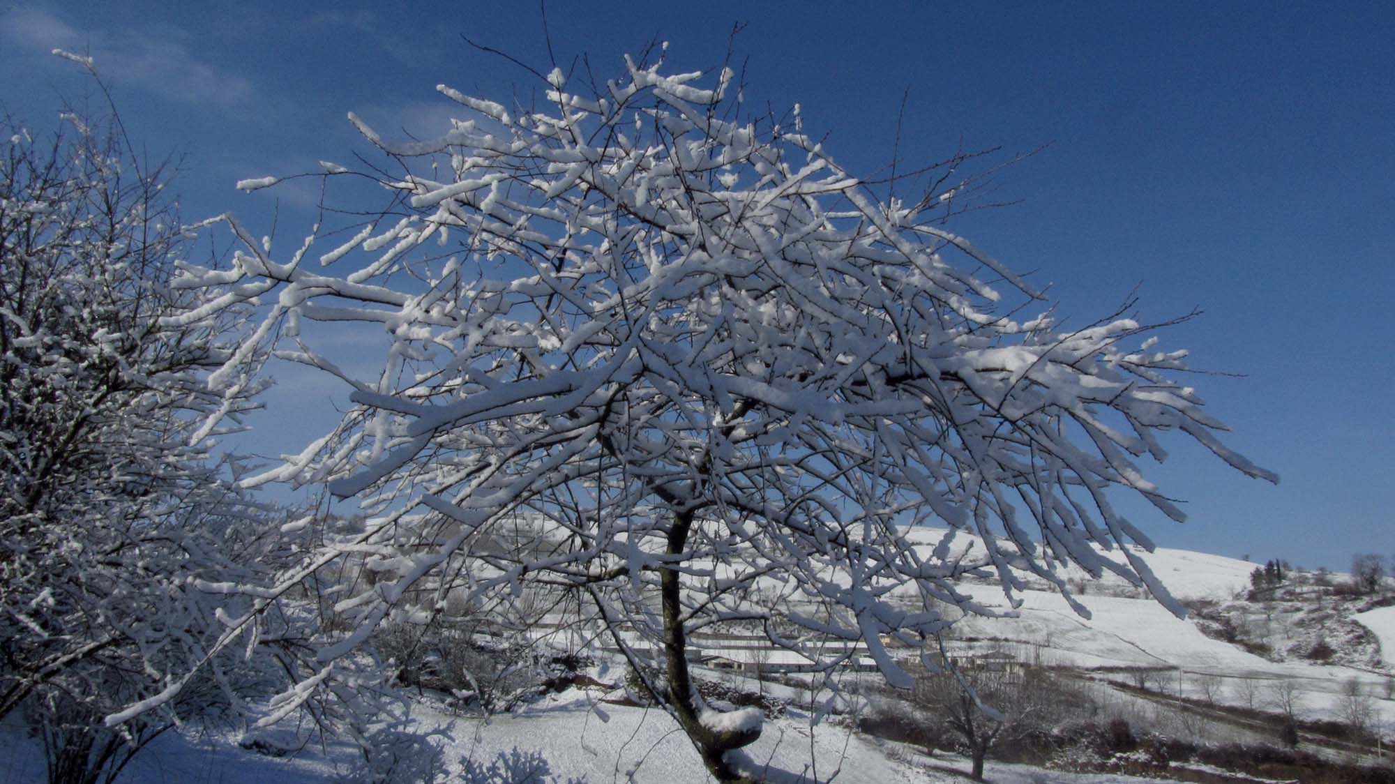 133.JPG (2000×1124)