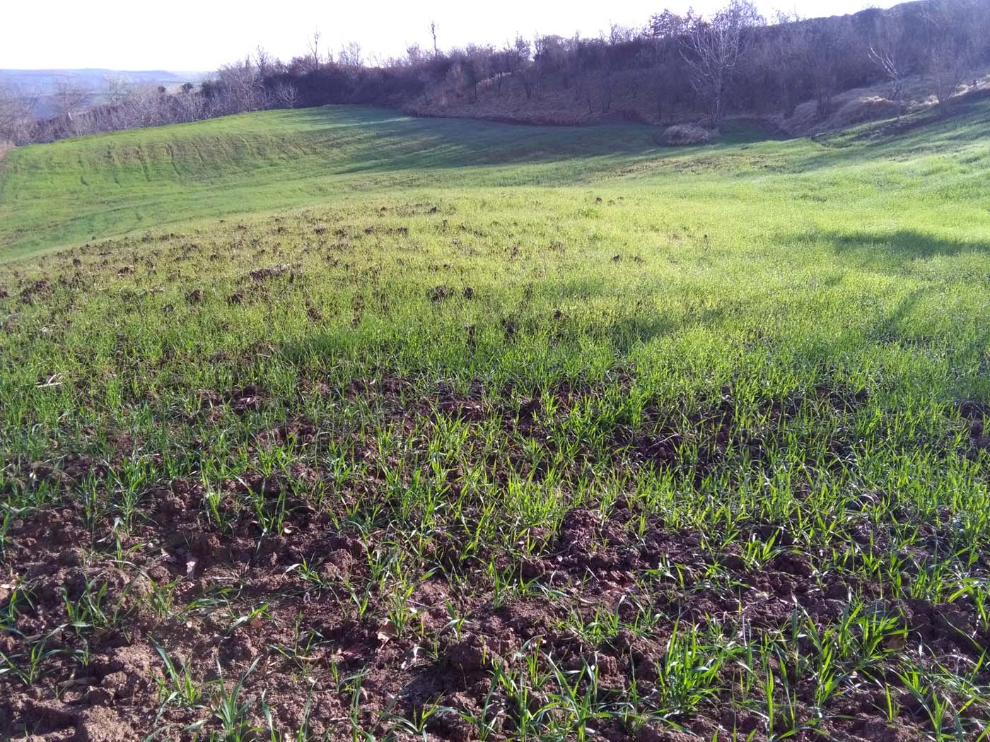 1_36_.jpg (1400×1050)