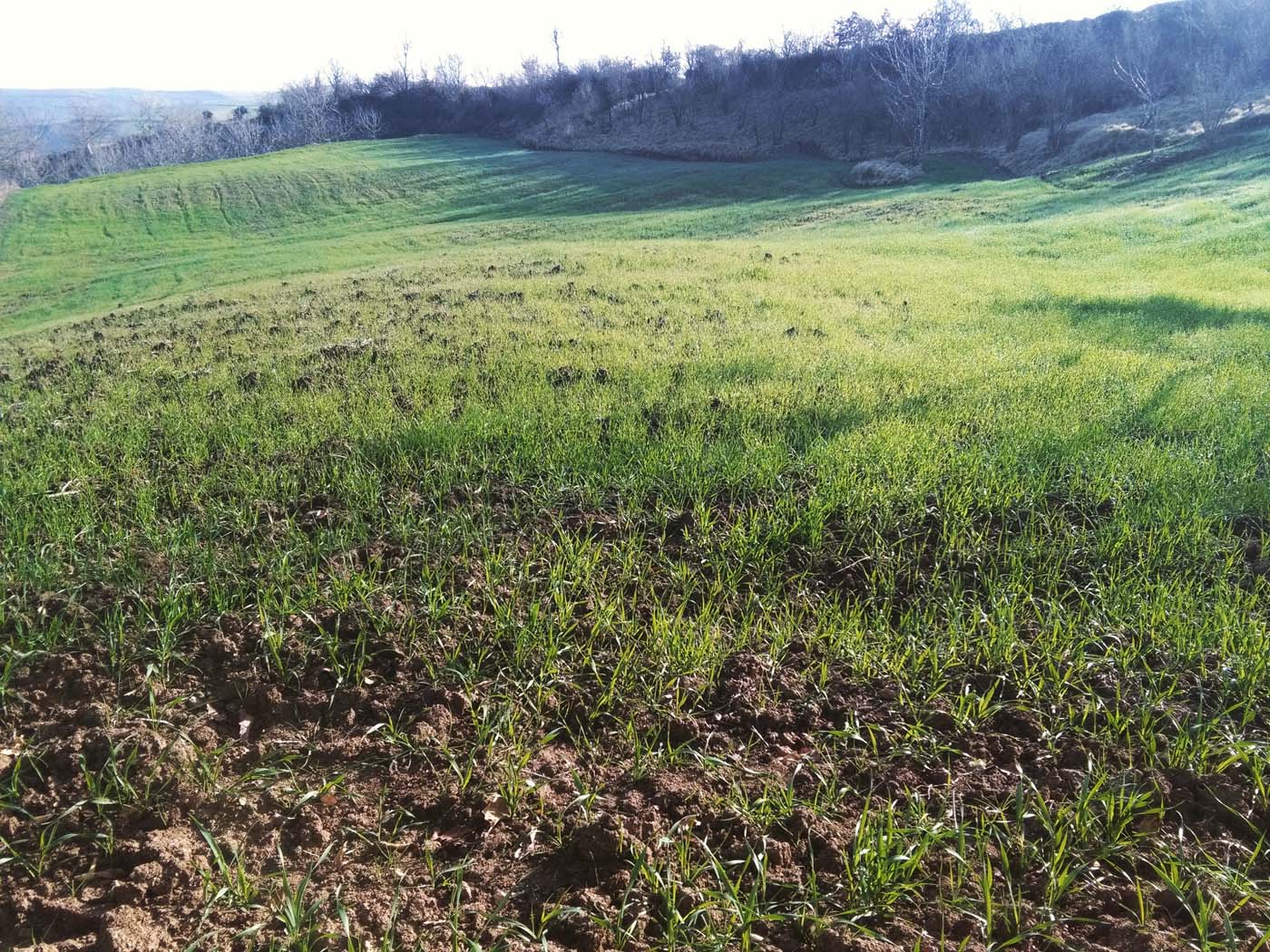 1_38_.jpg (1400×1050)