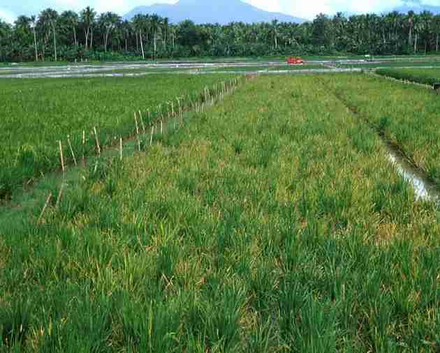 مزرعه آلوده به بیماری تانگرو برنج