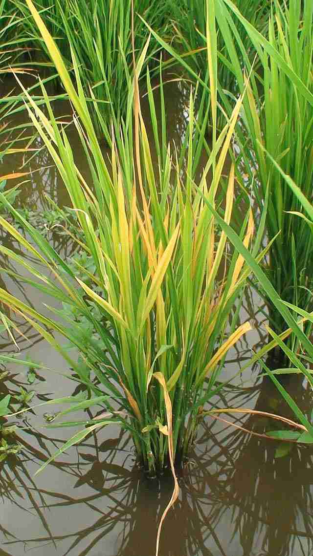 بوته آلوده به بیماری تانگرو برنج