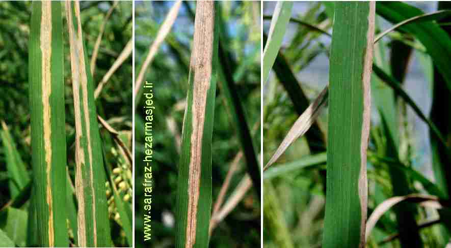 Bactreial Leaf Blight of Rice