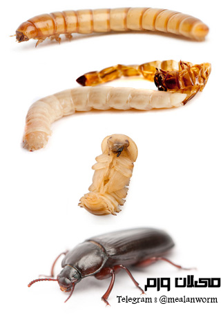 چرخه زندگی میلورم