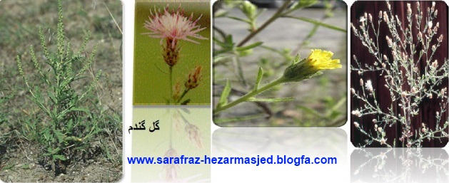  گل گندم Centaurea cyanus www.sarafraz-hezarmasjed.blogfa.com