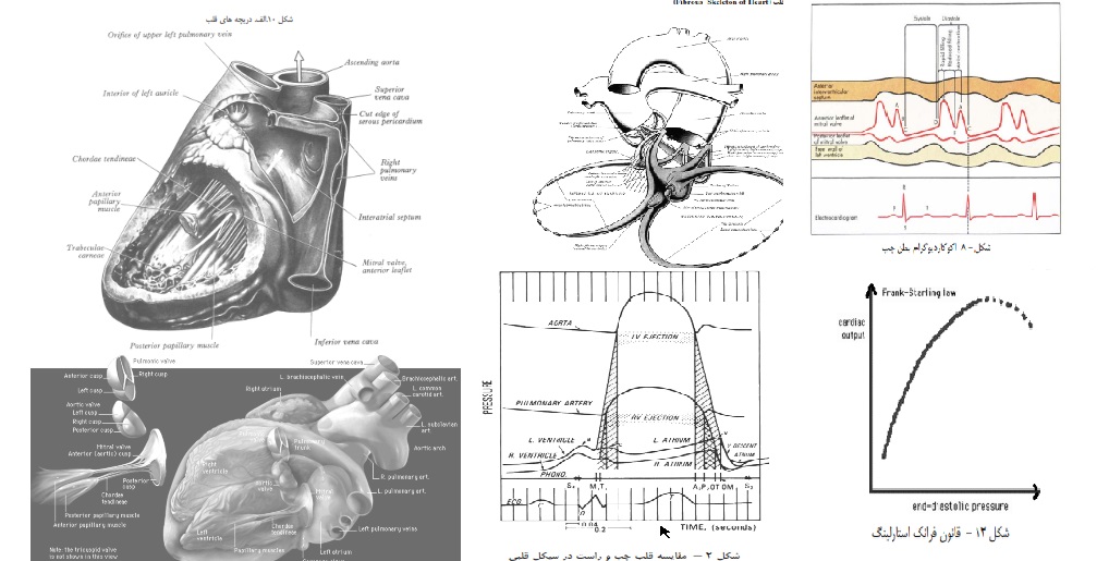 آناتومی دستگاه قلب وعروق - دانلود جزوه دستگاه قلب و عروق پرستاری pdf